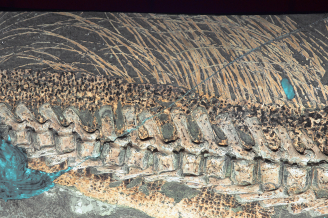 Close-up photo of the tail bristles and scales of Psittacosaurus sp. SMF R 4970 under laser light. Credit: Thomas G Kaye & Michael Pittman.